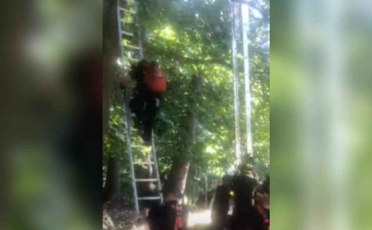 James Brennan got stuck in a tree while trying to save a neighbourhood cat.