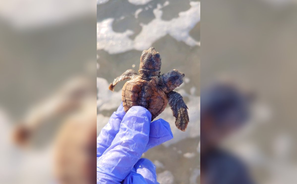 A two-headed hatchling turtle was found on the coast of South Carolina.