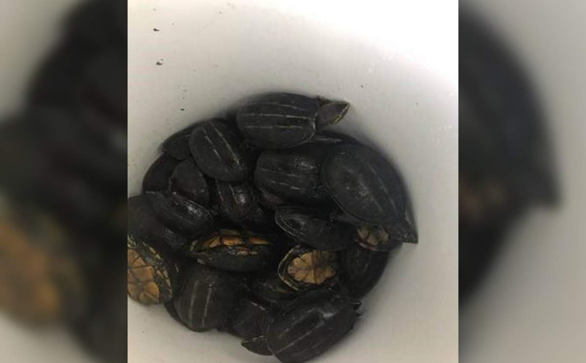 Florida police also found 41 turtles in Ariel Marchan-Le Quire and Michel Clemons’s car in May.