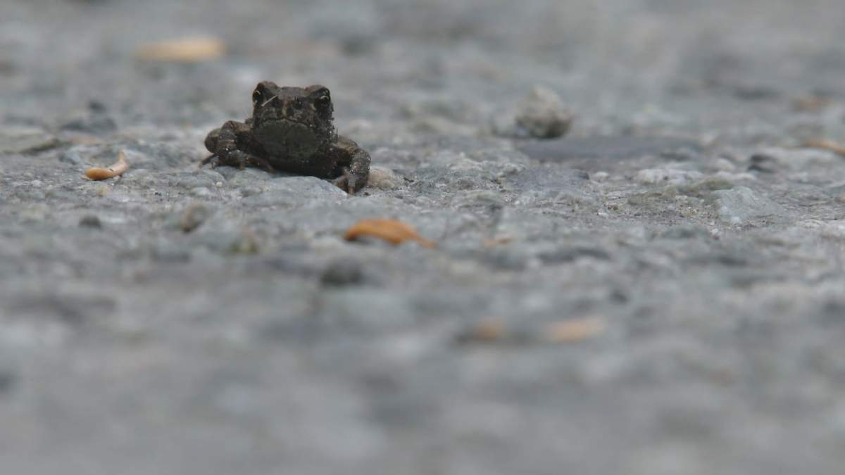 One of tens of thousands of toadlets that have begun to migrate at Whistler's Lost Lake Park. 