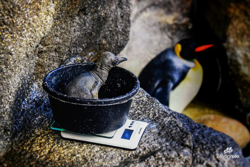 The Calgary Zoo saved a king penguin chick after its egg prematurely broke.