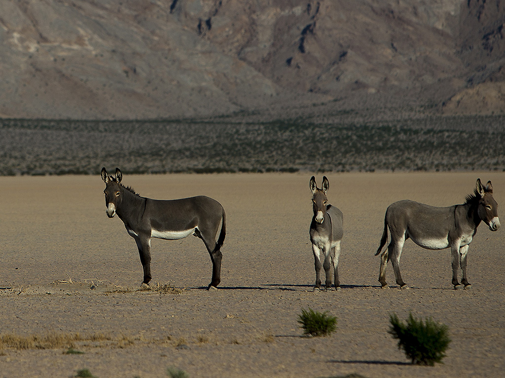 Wild donkeys hang out near a dry lake bed in front of the Silurian Hills on October 9, 2014 in Silurian Valley, Calif.