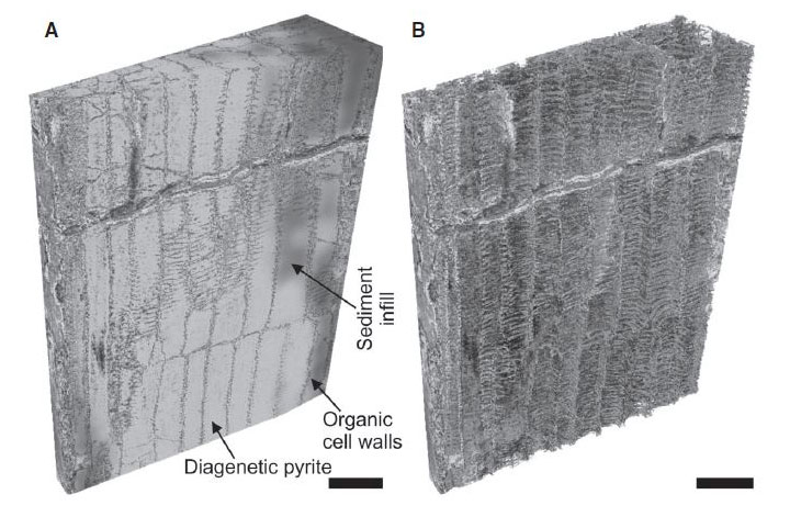 Photo A (left): part of a reconstructed 3D block of A. chateaupannense preserved in 3D. Photo B (right): organic structure of the P-type tracheid cells.