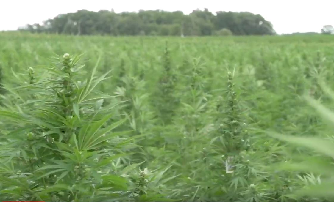 Cannabis plants grow in a large field in Southwestern Ontario in this file image. 