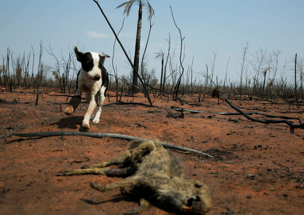 An injured dog walks near the charred remains of a burnt lowland paca in the areas where wildfires have destroyed hectares of forest in Suarez Arana, Charagua, Bolivia, August 31, 2019. REUTERS/David Mercado