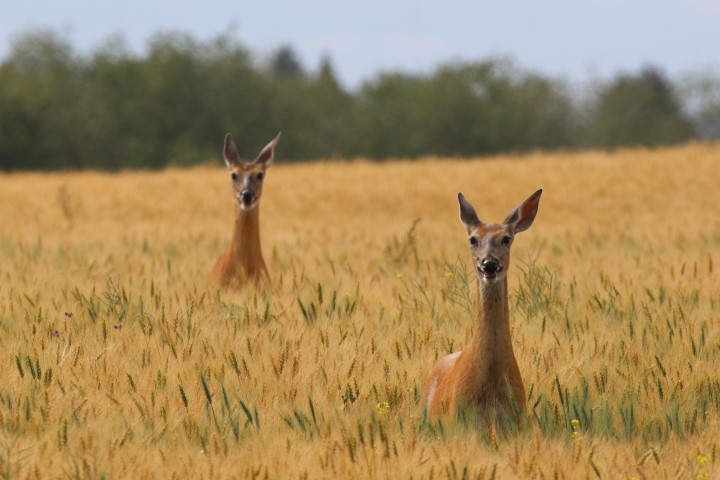 Brenda Gawluk took the September 11 Your Saskatchewan photo near Saskatoon.