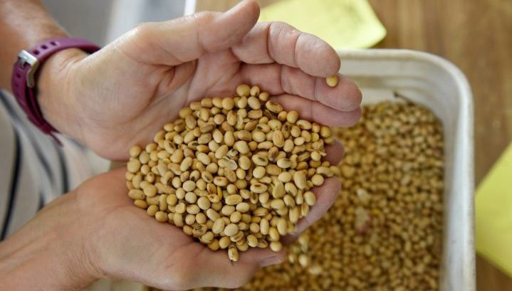 Soybean production is being promoted in Saskatchewan through changes to the 2020 Crop Insurance Program.