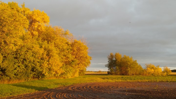 Alie Neish took the September 25 Your Saskatchewan photo near Naicam.