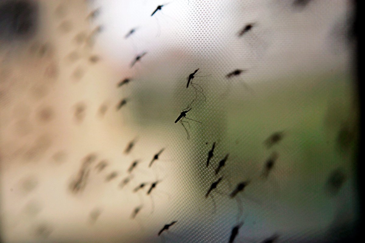 Drug resistant strains of malaria spreading within Southeast Asia.