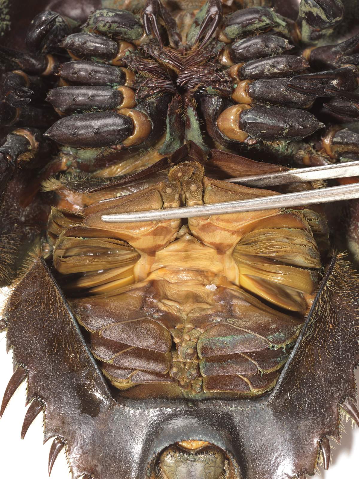 The underside of this modern-day horseshoe crab, Limulus polyphemus, also known as the Atlantic horseshoe crab, shows its pincer type chelicerae at the top of the photos. In the lower half of the photo, a section of book gills can be seen by lifting its ridged protective flaps called opercula. Opercula are absent in Mollisonia and therefore represent a further step in the evolution of chelicerates. British Columbia’s famed Burgess Shale has yielded another ground-breaking fossil find — this time the oldest known ancestor of today’s spiders and scorpions.