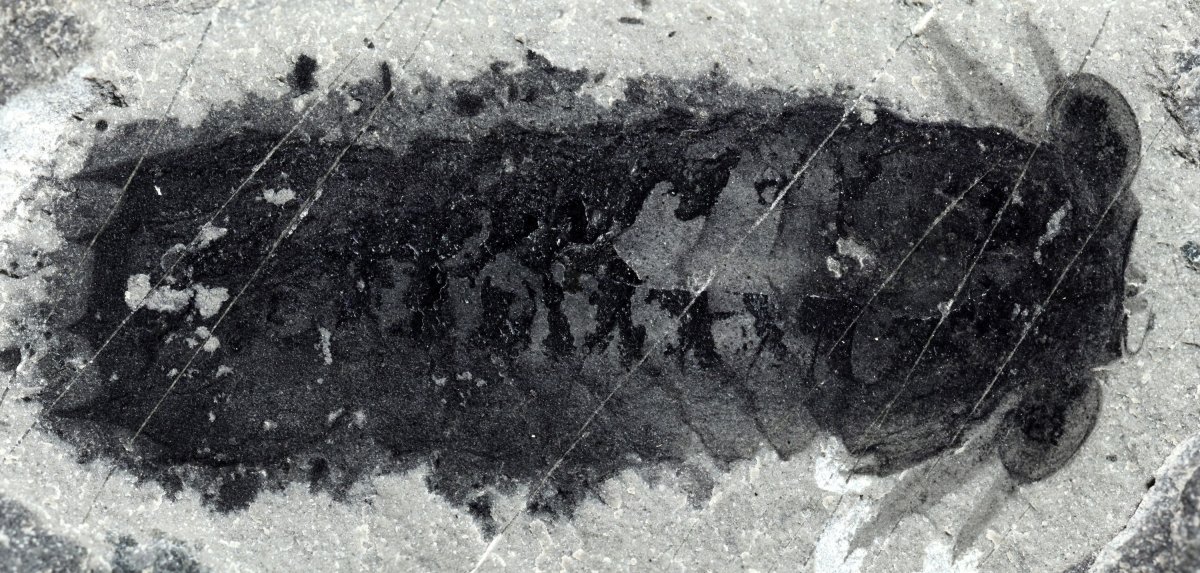 Mollisonia plenovenatrix preserved in dorsal view, showing the large eyes, the walking legs and the small chelicerae at the front. British Columbia's famed Burgess Shales have yielded another ground-breaking fossil find — this time the oldest known ancestor of today's spiders and scorpions. 