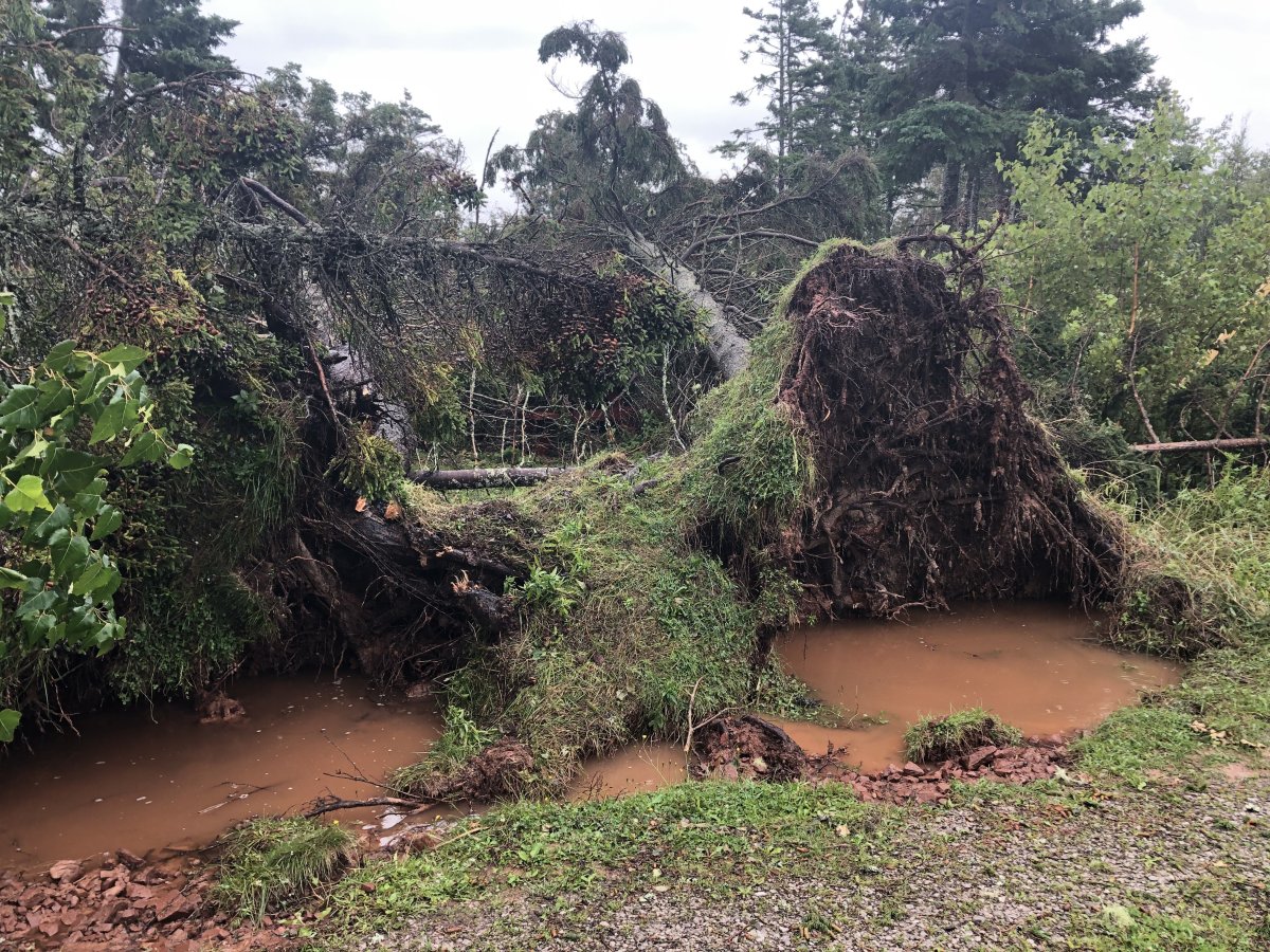 Much of the PEI National Park has reopened to the public after being hit by post-tropical storm Dorian last weekend, but Parks Canada's incident commander says some parts won't open again until next year.