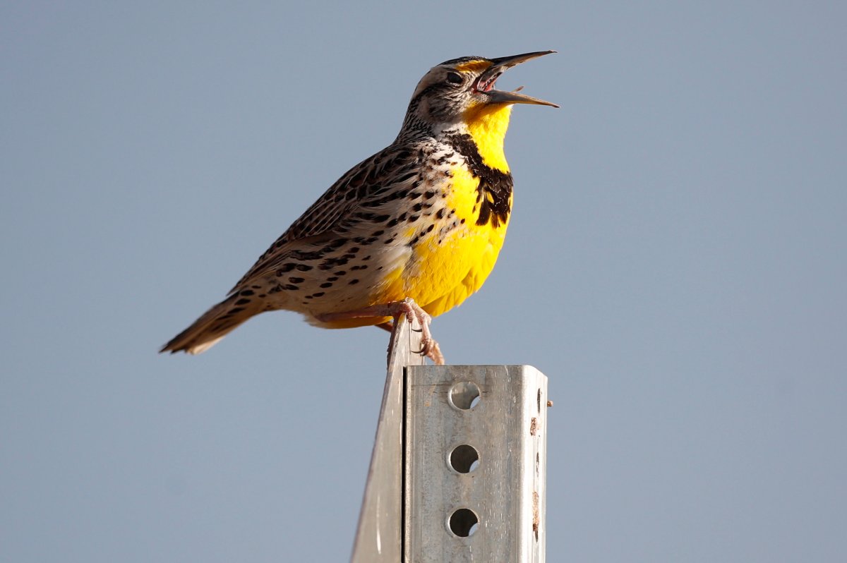 FILE - This April 14, 2019 file photo shows a western meadowlark in the Rocky Mountain Arsenal National Wildlife Refuge in Commerce City, Colo.