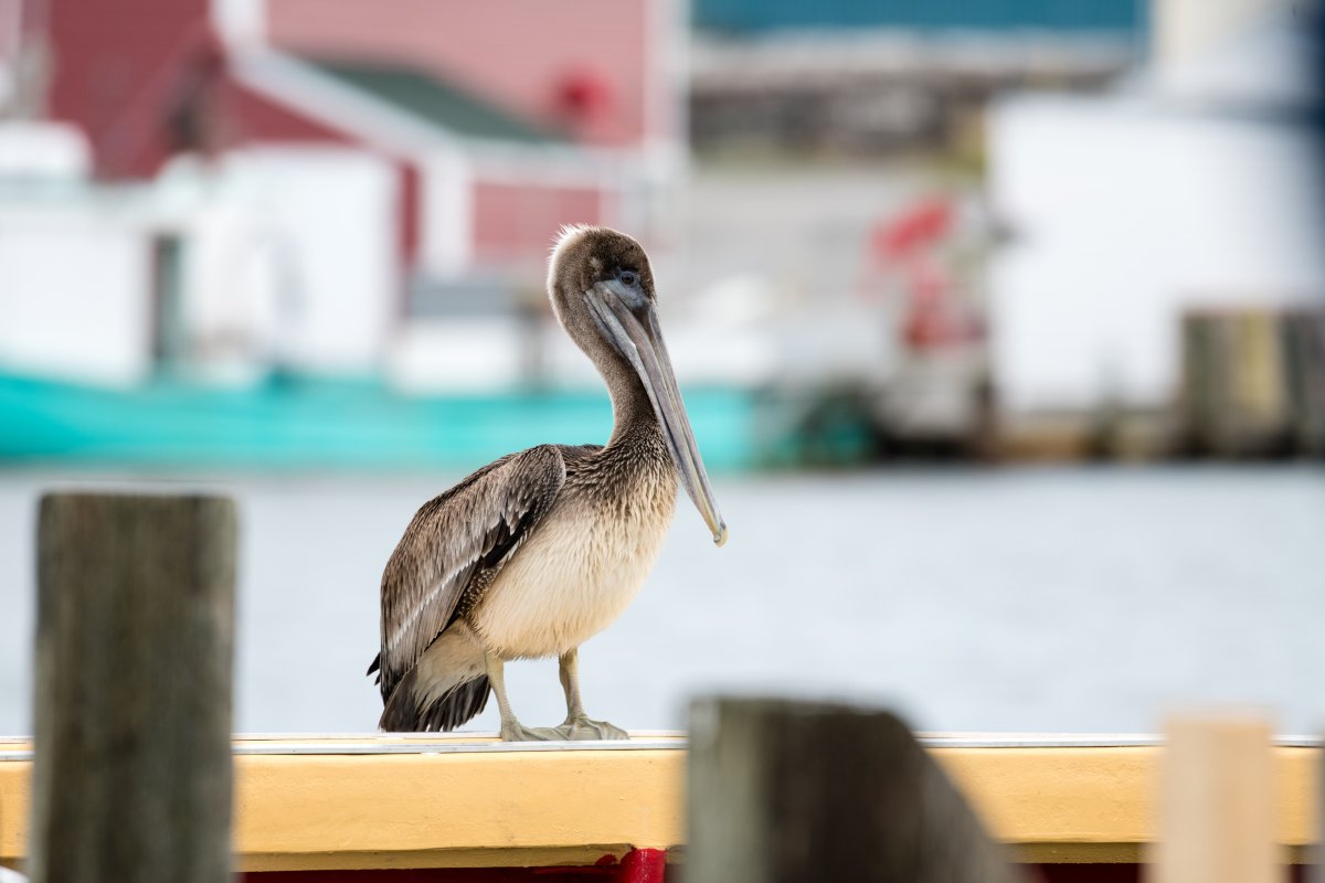 A Brown Pelican is shown in this handout photo. In the wake of post-tropical storm Dorian bird watchers have been posting hundreds of photos of rarely spotted birds that have blown onto East Coast shores.