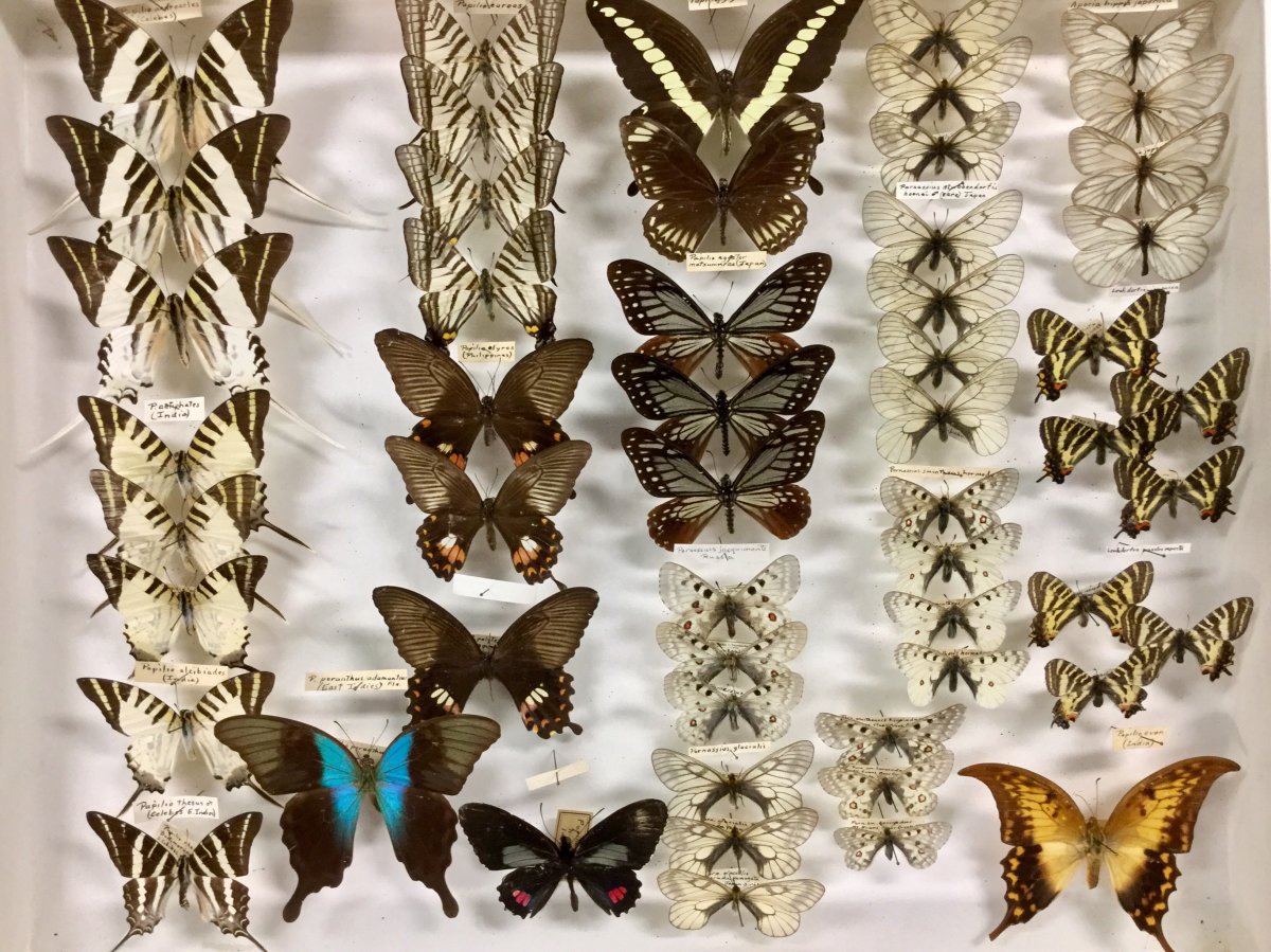 Small Talk: Quelch Lepidoptera Collection - image