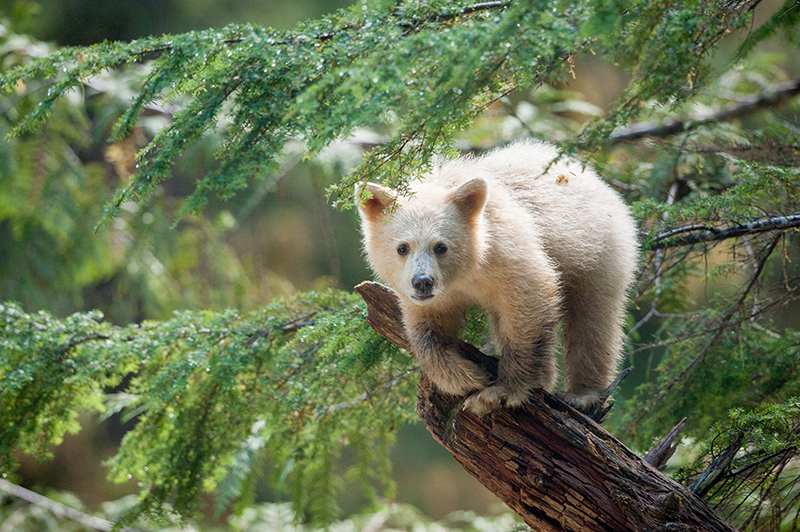 Great Bear Rainforest - image