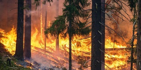 A biology professor fears things will only get worse with wildfires with months of hotter temperatures ahead, she is concerned about Canada's wildlife.
