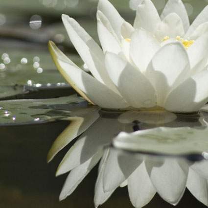 Dream Yoga: Opening to Intuition - image