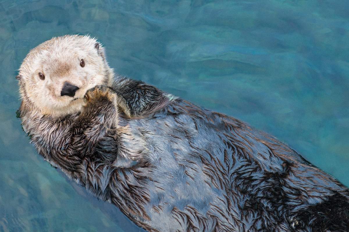Seniors Day at the Vancouver Aquarium - image