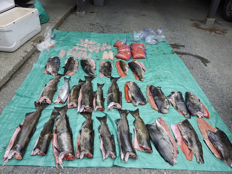 Several Chinook salmon and cod seized by Nootka Sound RCMP are displayed after three men were charged with overfishing offences under the Fisheries Act near Vancouver Island on Sept. 13, 2019.