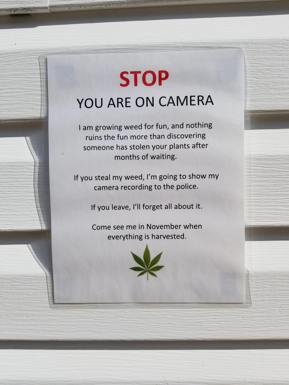As harvest nears, thieves plague cannabis home growers - image