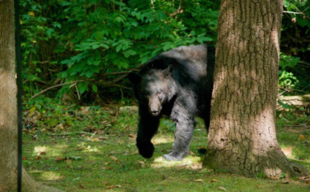 The bear retreated back into the woods after taking a look around the wedding grounds.