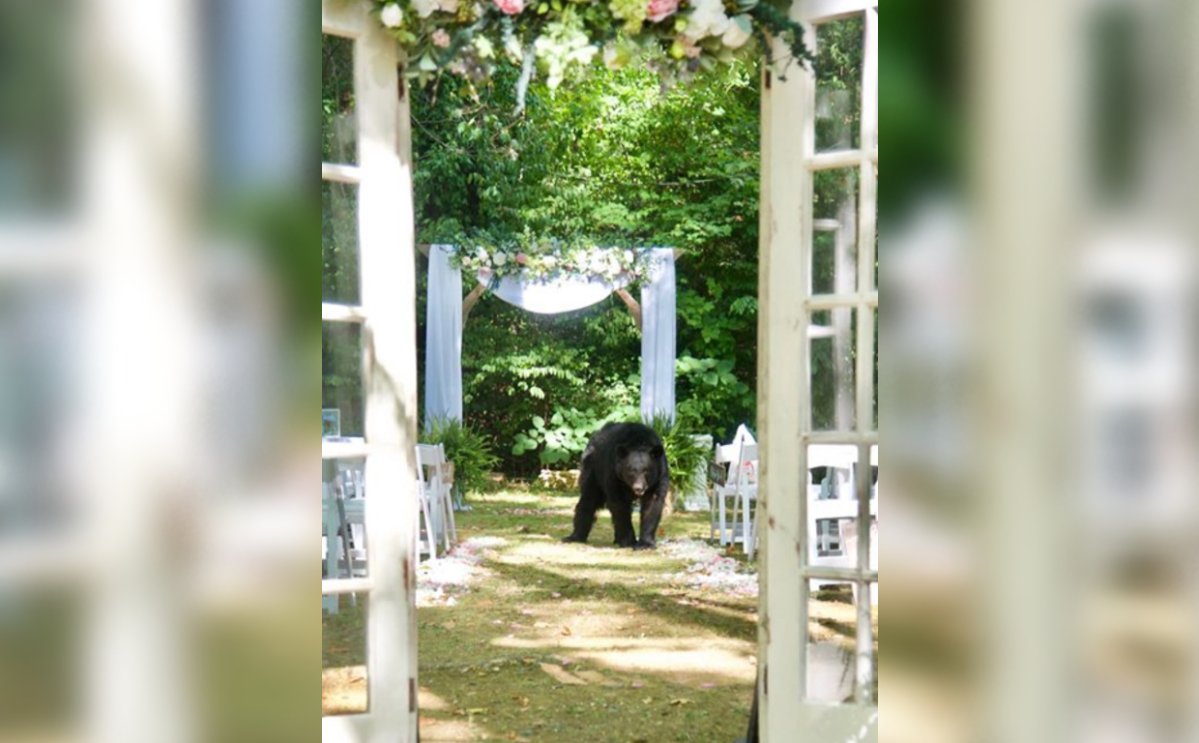 A black bear walked down the aisle of a Tennessee couple's wedding.