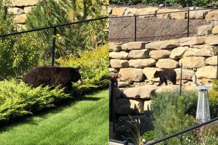A black bear was spotted behind homes along Aspen Stone Court S.W.