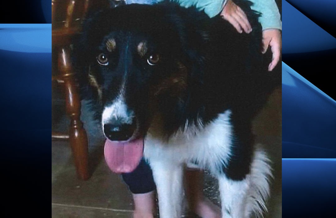 A photo of Boots, the nine-month-old Australian shepherd-border collie mix that was last seen wearing a blue collar.