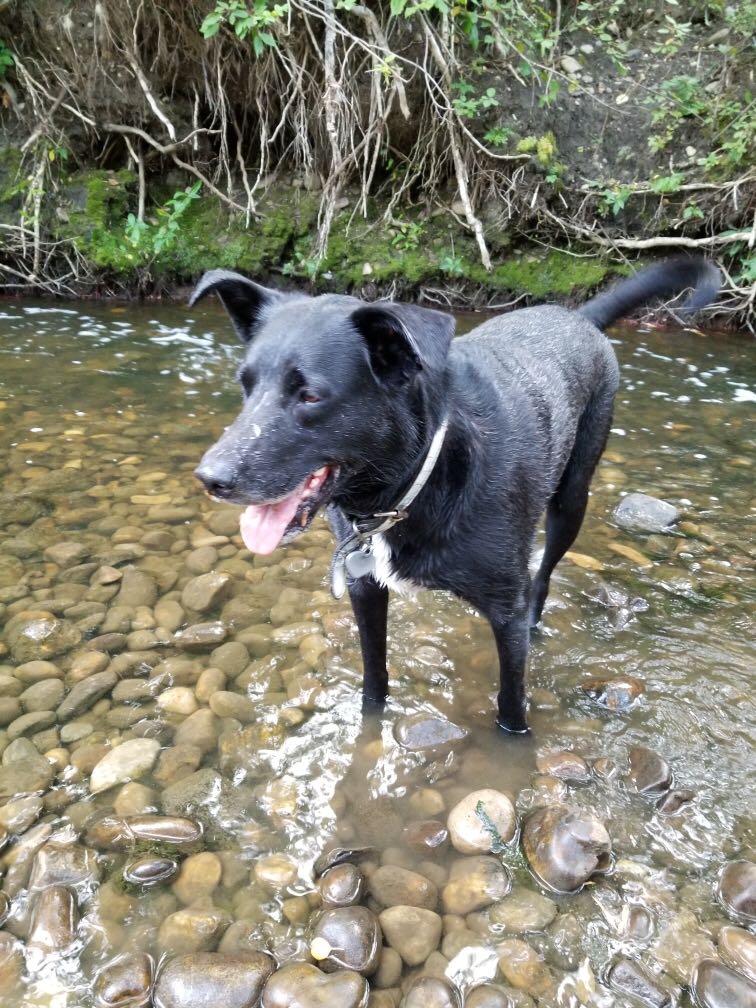 Christopher Field’s Labrador Shepherd Cailey.