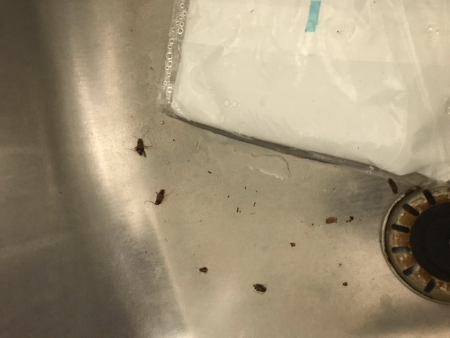 Cockroaches found in Pham’s apartment.