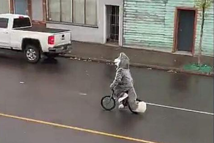 A suspect is shown riding a bike while wearing a dog mascot costume in Prince George, B.C.