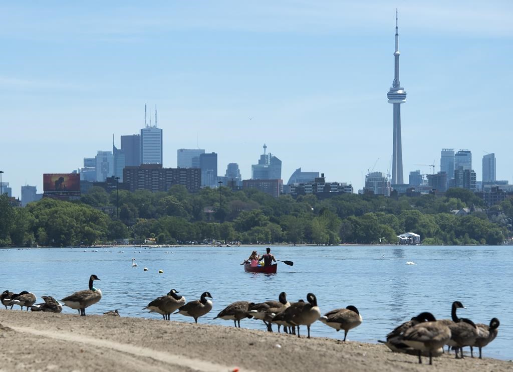Canadian Geese watch on the beach as people paddle in a canoe on Lake Ontario in Toronto on Monday, July 15, 2019.