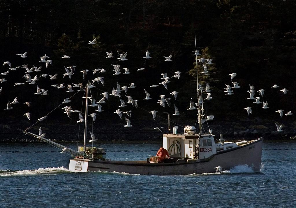 A lobster boat is escorted by a flock of sea gulls as it heads to port in Eastern Passage, N.S. on Monday, Dec. 29, 2008.