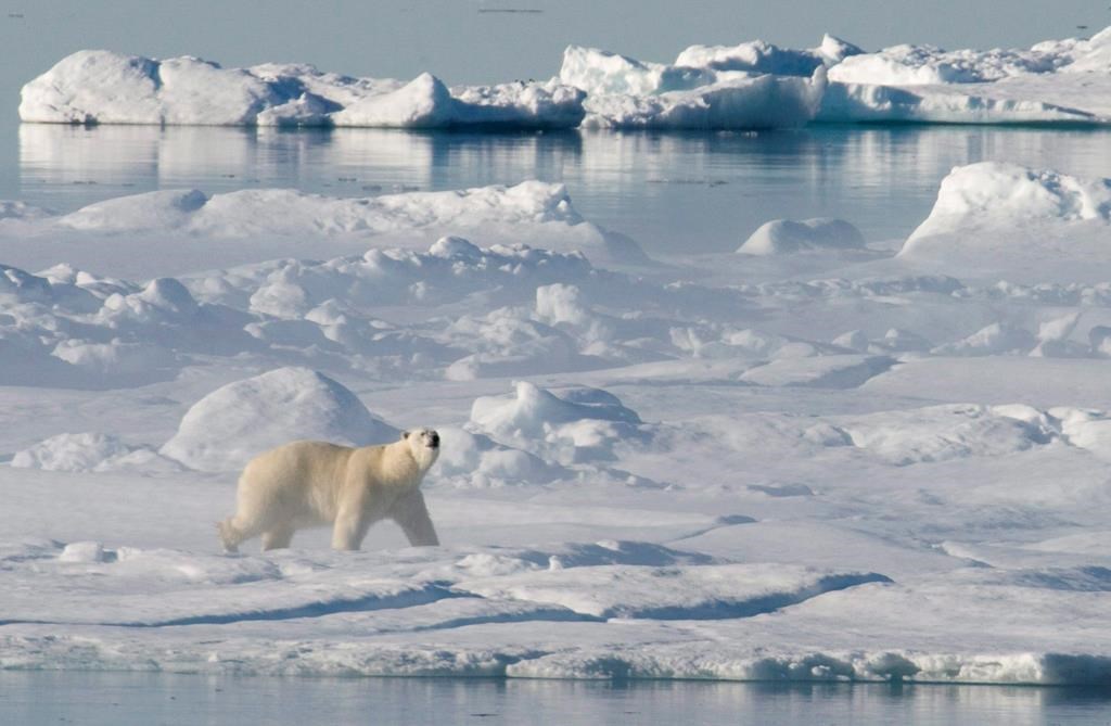 A polar bear stands on a ice flow in Baffin Bay above the arctic circle as seen from the Canadian Coast Guard icebreaker Louis S. St-Laurent, July 10, 2008.