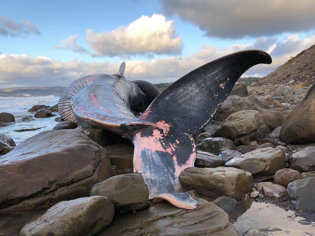 The body of an endangered blue whale, shown in this undated handout image, has come ashore along the western coast of Cape Breton, prompting suggestions a necropsy be carried out to determine the animal's cause of death.