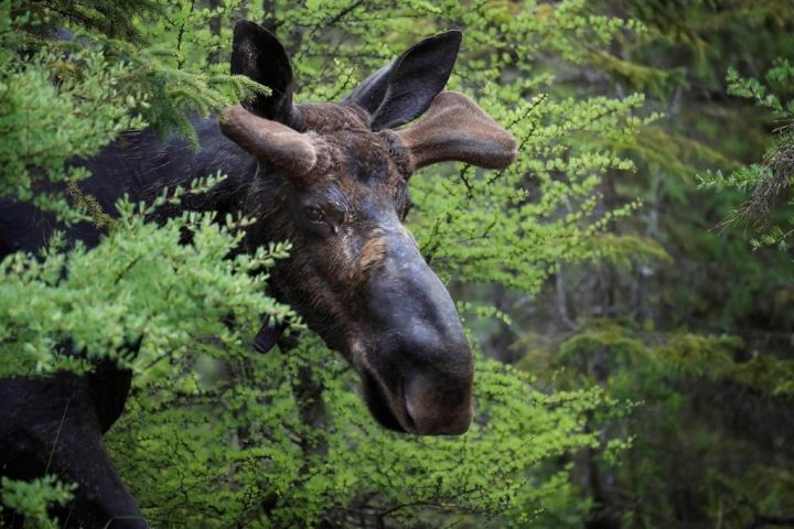 Moose forced to swim back across B.C.’s Okanagan Lake, police say - image