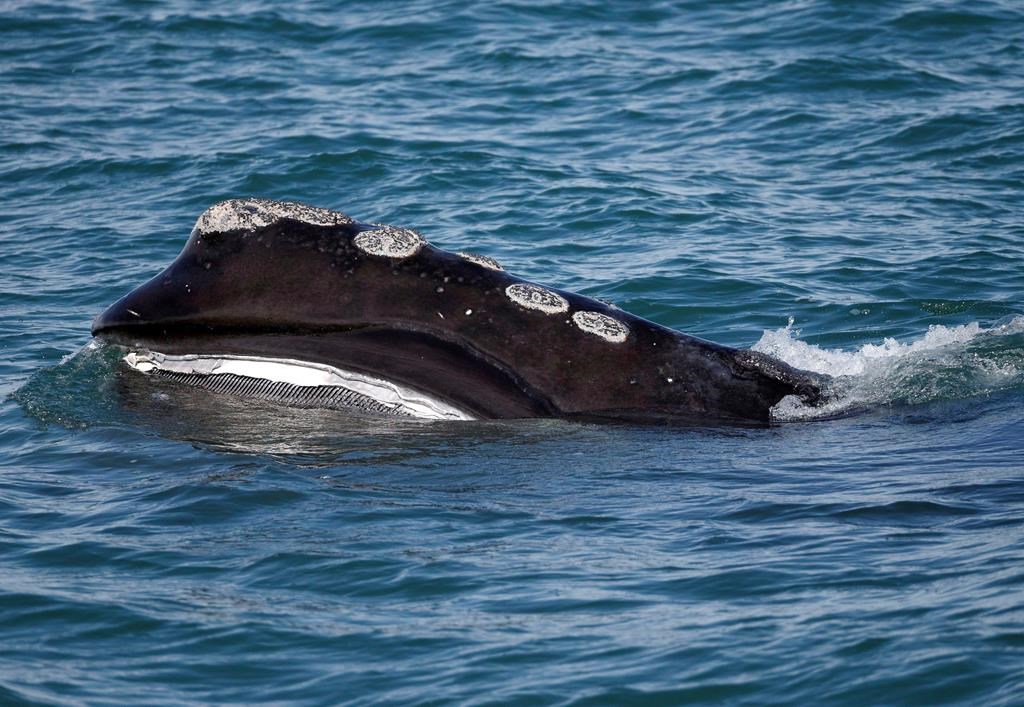 In this March 28, 2018 file photo, the baleen is visible as a North Atlantic right whale feeds on the surface of Cape Cod bay off the coast of Plymouth, Mass.