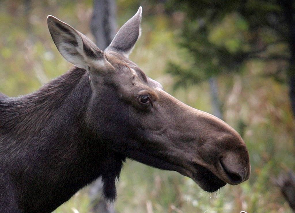 A moose stands in a clearing in Franconia, N.H. in an Aug.21, 2010 file photo.