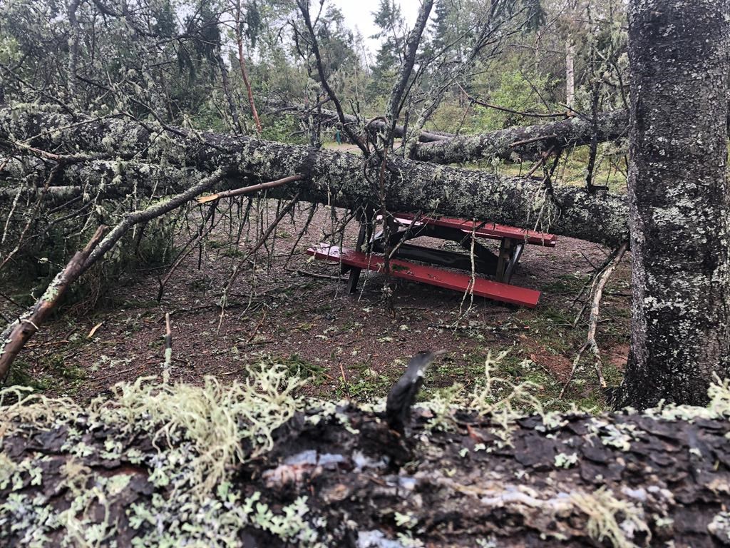 A fallen tree is seen on top of a picnic table in the Prince Edward Island National Park, P.E.I., in a recent handout photo.