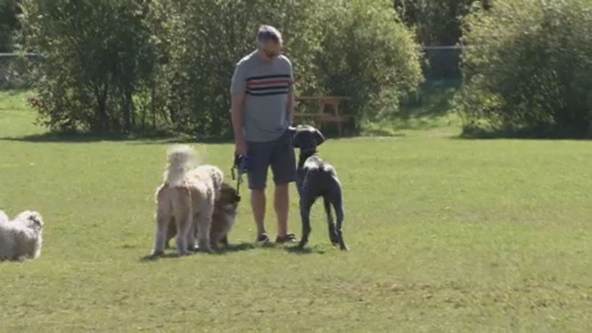 A new report recommends the City of Peterborough take over the off-leash dog park.