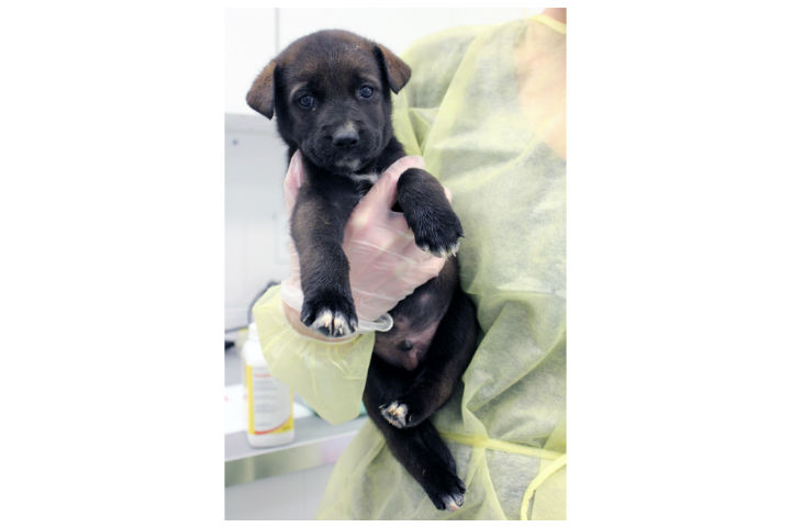 Before the dogs and puppies are placed up for adoption at Ontario SPCA and Humane Society animal centres, they will rest and receive any necessary care, including undergoing spay and neuter procedures.