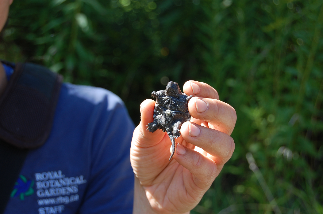 Baby snapping turtles released in Cootes Paradise as part of RBG’s turtle recovery plan - image
