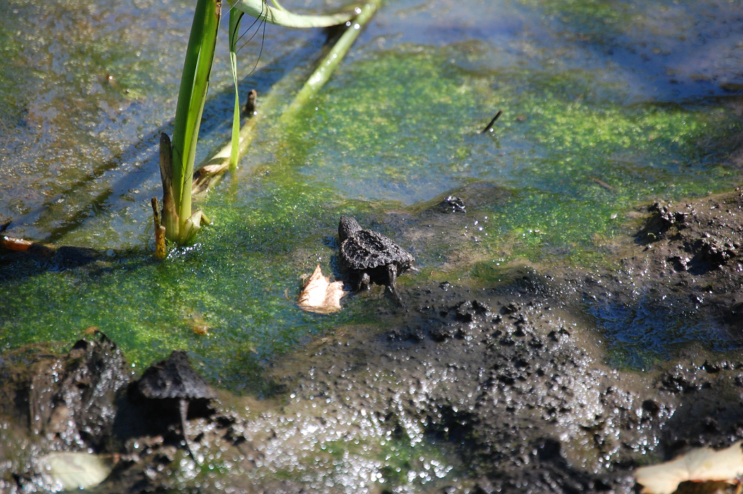 Baby snapping turtles released in Cootes Paradise as part of RBG’s turtle recovery plan - image