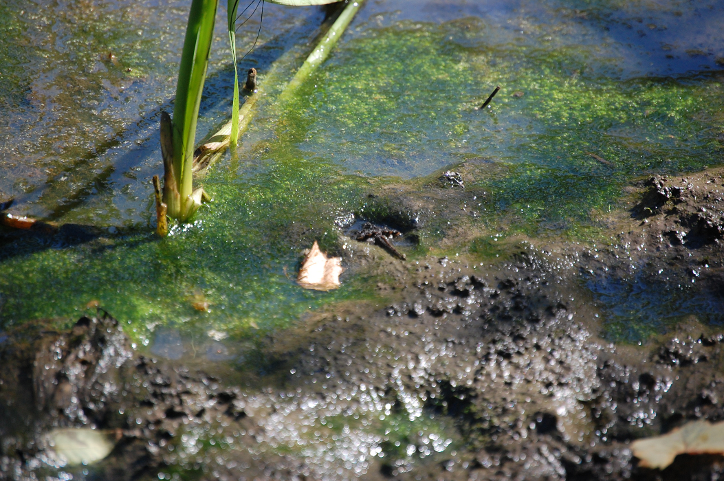 Baby snapping turtles released in Cootes Paradise as part of RBG’s turtle recovery plan - image