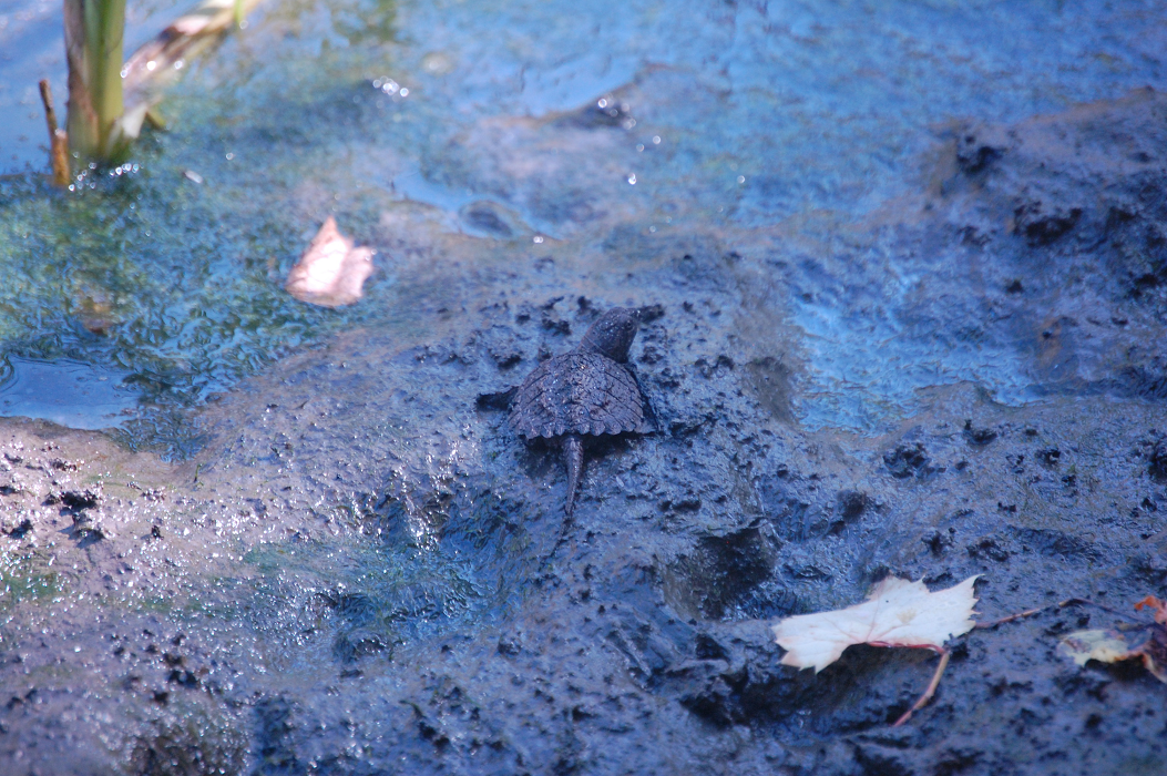 Baby snapping turtles released in Cootes Paradise as part of RBG’s turtle recovery plan - image