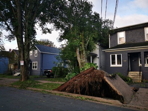 A tree has fallen onto a home on Kline Street in Halifax, N.S. after Hurricane Dorian struck Atlantic Canada.