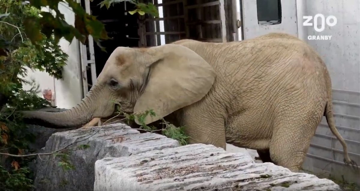 A new elephant arrived at Granby Zoo in 2019. The zoo plans to get out of the elephant business, its CEO said Tuesday.