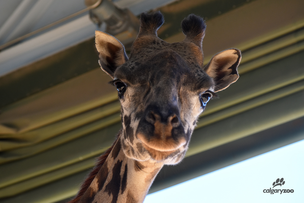 The Calgary Zoo's female Masai giraffe Emara.