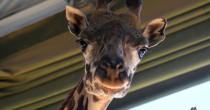 Demise of Emara, beloved giraffe, confirmed as ‘tragic accident’: Calgary Zoo – Calgary